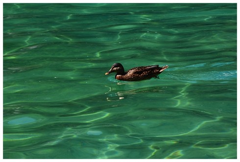 Ente