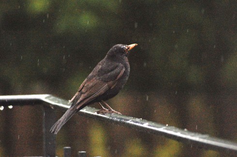 Amsel