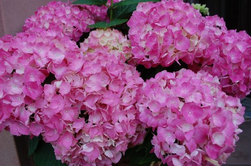 Hortensie