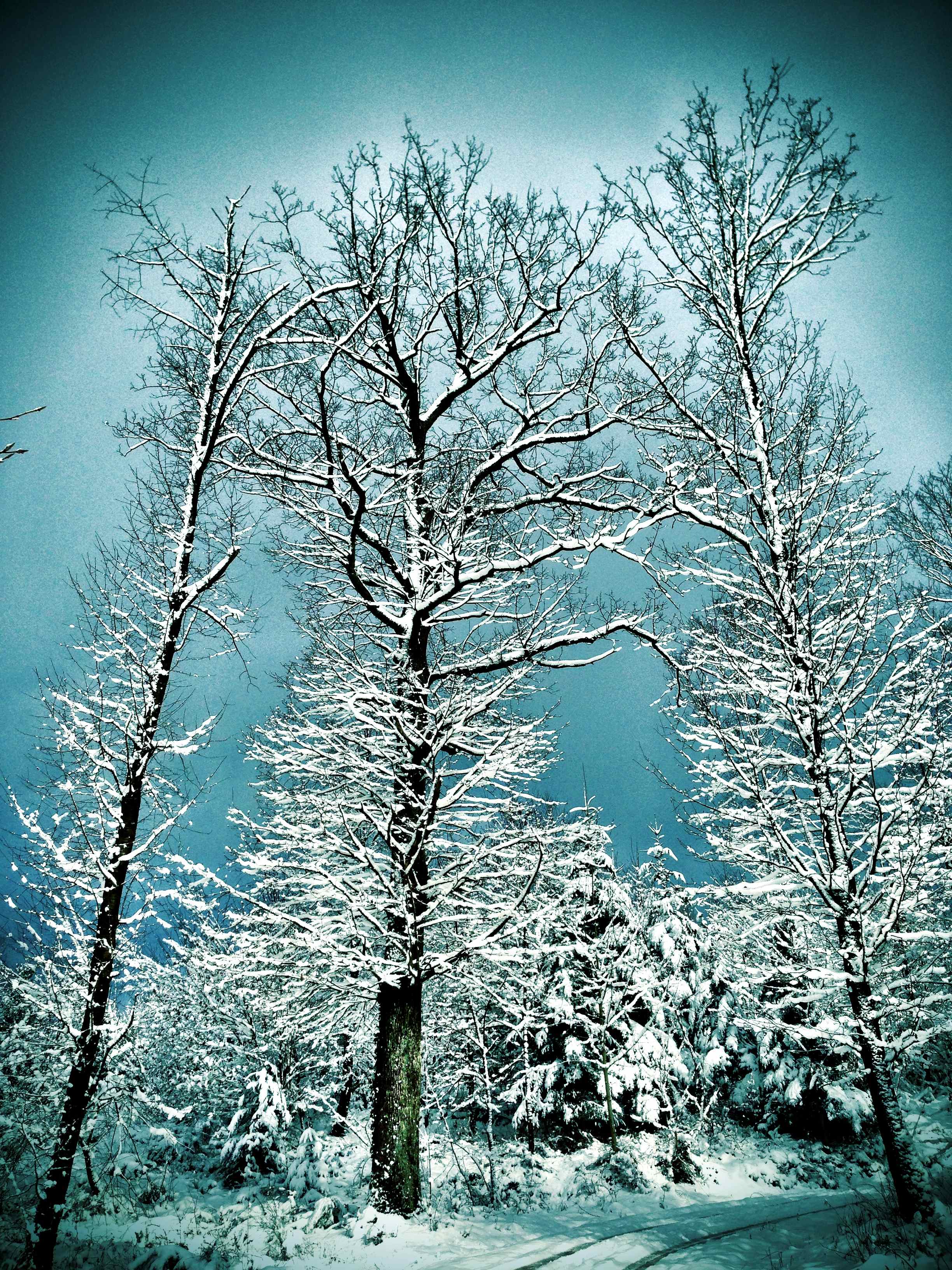 Baum Winter