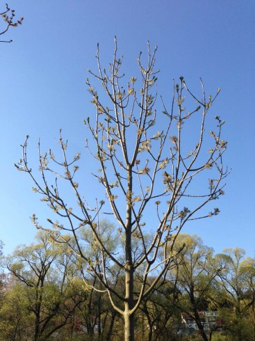 Baum