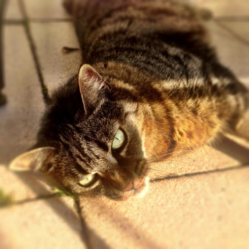 Katze Sonne