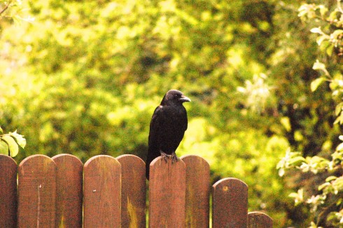 Rabenvogel