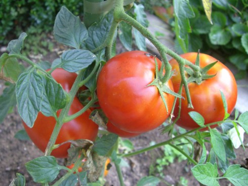 Tomaten in Bachmichels Garten 